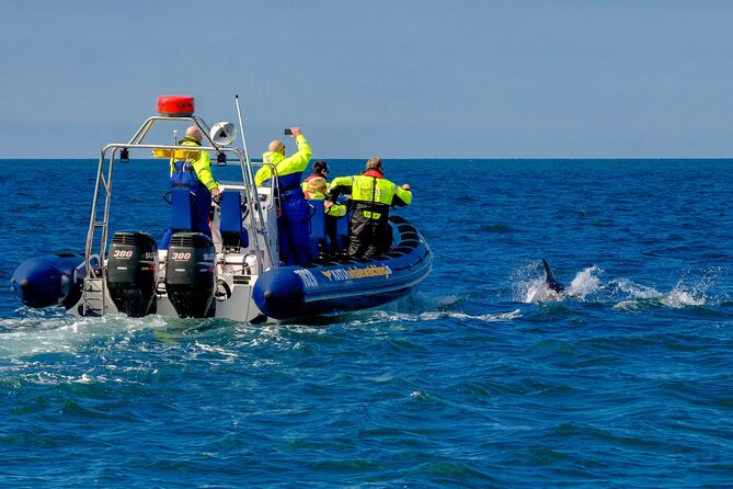 Speedboat Whale Watching Small-Group Tour in Reykjavik - Finding whales, dolphins, and porpoises