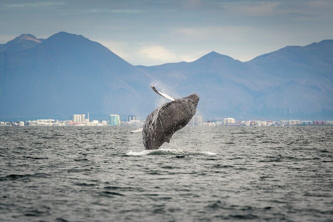 Speedboat Whale Watching Small-Group Tour in Reykjavik - Why the guide makes a difference