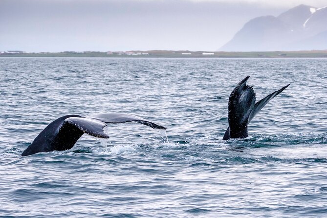 Speedboat Whale Watching Small-Group Tour in Reykjavik - A quick look at puffin habitat and seabirds