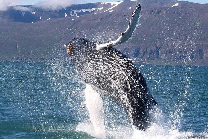 Speedboat Whale Watching Small-Group Tour in Reykjavik - Is the fast boat worth $164?