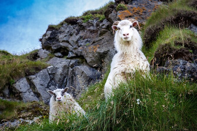 The Best of Vestmannaeyjar with Ebbi - Why Ebbi makes this short tour worthwhile