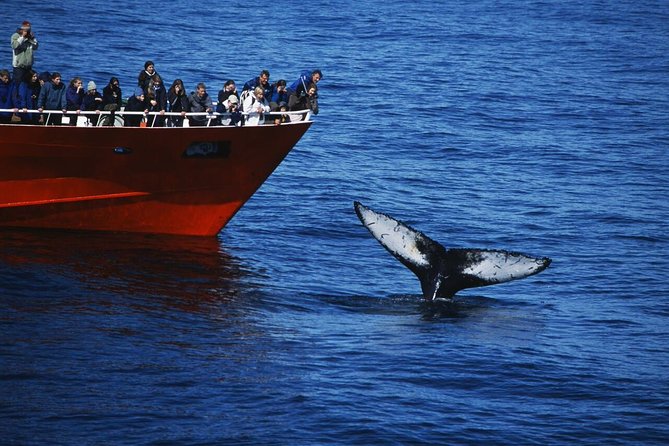 The Original Classic Whale Watching from Reykjavik - Key details before you book