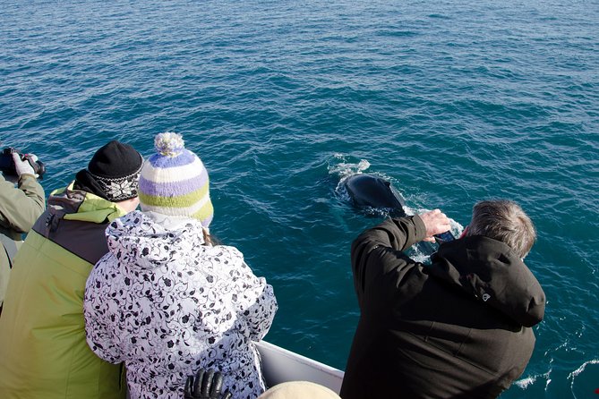 The Original Classic Whale Watching from Reykjavik - Leaving Ægisgarður 5c for Faxaflói Bay