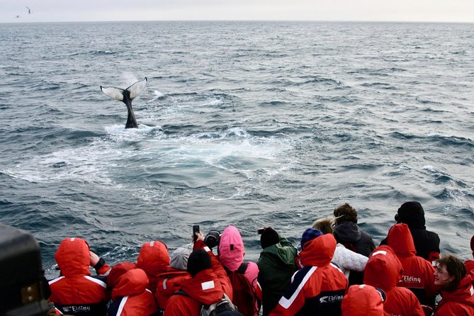 The Original Classic Whale Watching from Reykjavik - Marine biology commentary from a live guide