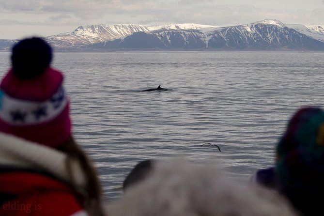 The Original Classic Whale Watching from Reykjavik - Staying warm on the open deck