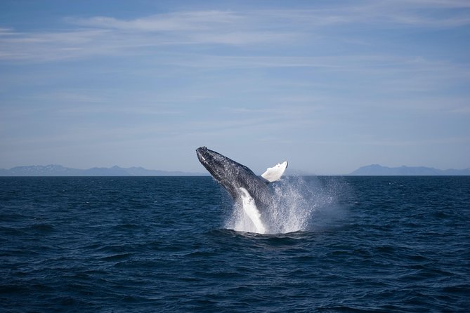 The Original Classic Whale Watching from Reykjavik - The real timing: advertised duration versus actual time