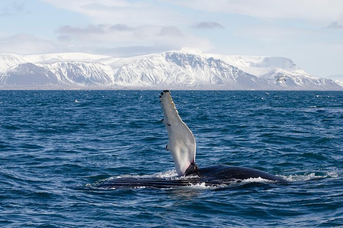 The Original Classic Whale Watching from Reykjavik - How much value do you get for $105?