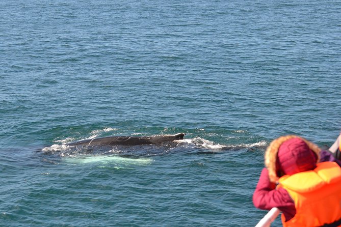 The Original Classic Whale Watching from Reykjavik - Group size, access, and practical limits