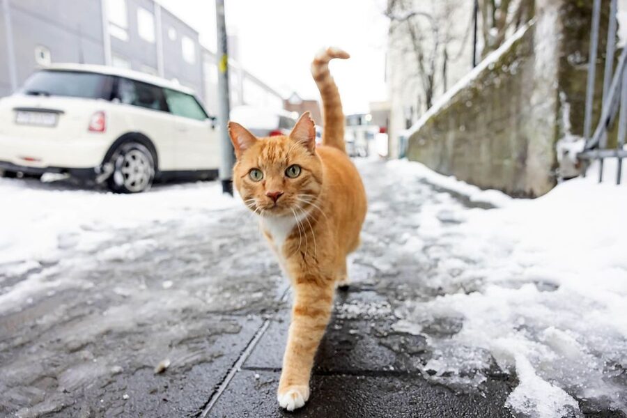 The Private Reykjavik CatWalk - Best suited to families and serious cat lovers