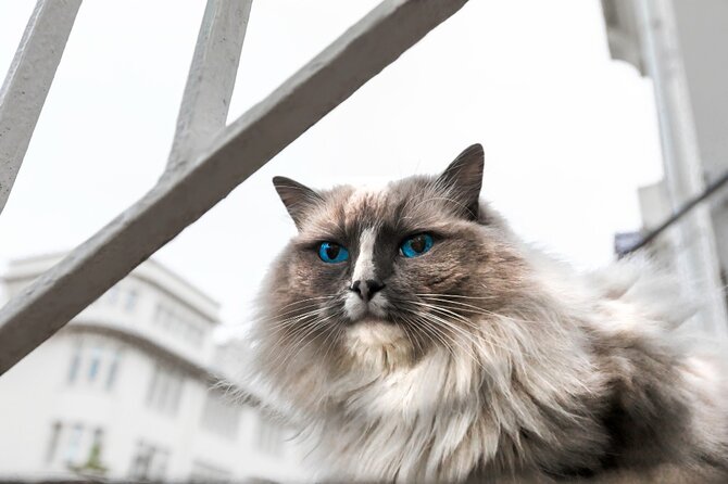 The Reykjavik Cat Walking Tour - Hallgrímskirkja and Reykjavík’s art scene
