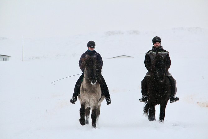 The Viking Horse Riding Experience in North Iceland - Why Icelandic horses make this ride different