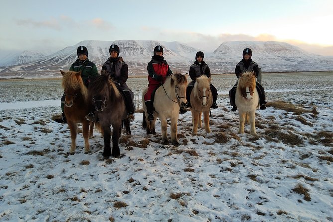 The Viking Horse Riding Experience in North Iceland - The final minutes and care for the horses