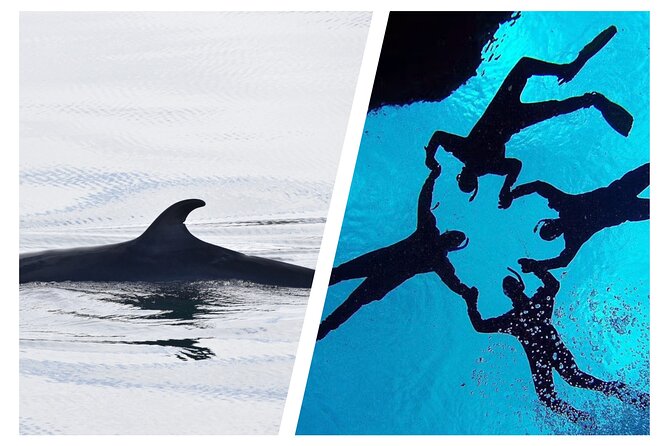 Top-Rated Snorkeling in Silfra & Whale Watching | Self-Drive from Reykjavik - Key points to know before booking