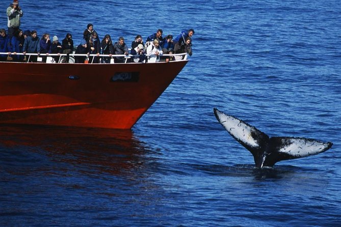 Top-Rated Snorkeling in Silfra & Whale Watching | Self-Drive from Reykjavik - Hot cocoa, cookies, and the trip back