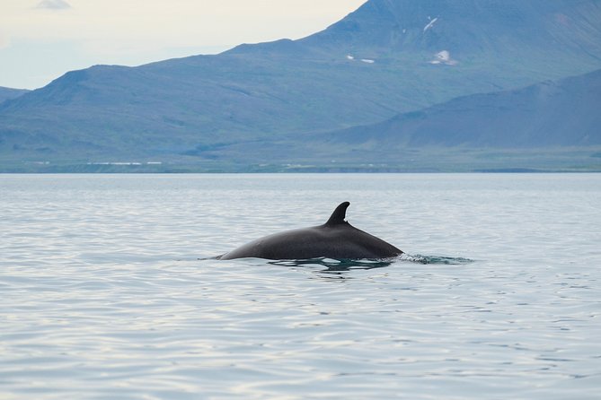 Top-Rated Snorkeling in Silfra & Whale Watching | Self-Drive from Reykjavik - Starting at Old Reykjavik Harbor at 9:00 a.m.