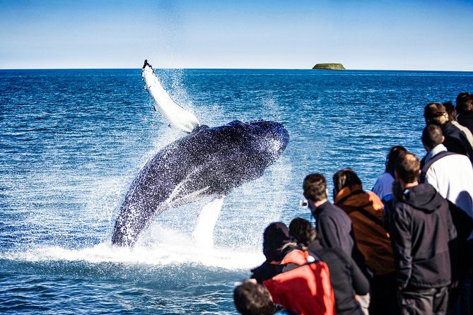 Traditional Oak Ship Whale Watching Tour From Husavik - Setting out from Husavik’s famous whale bay