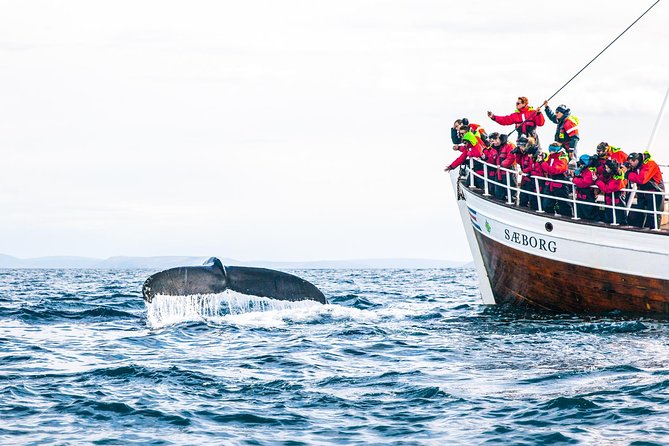 Traditional Oak Ship Whale Watching Tour From Husavik - What wildlife watching is really like
