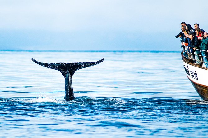 Traditional Oak Ship Whale Watching Tour From Husavik - Choosing your departure time