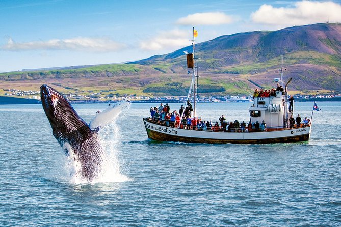 Traditional Oak Ship Whale Watching Tour From Husavik - Is $118.56 a fair price?