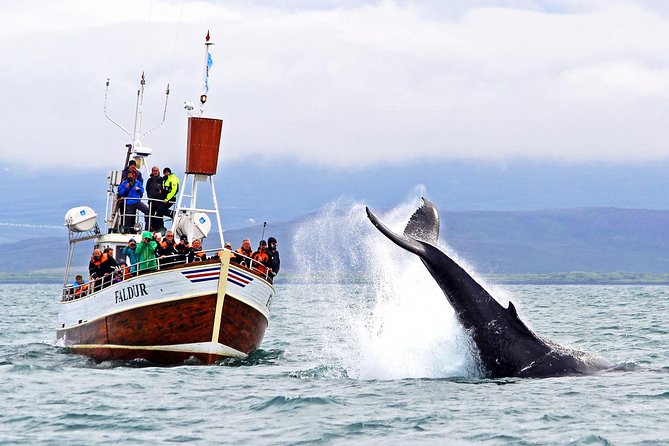 Traditional Whale Watching from Húsavík by Local Family Company - Setting out from Húsavík harbor