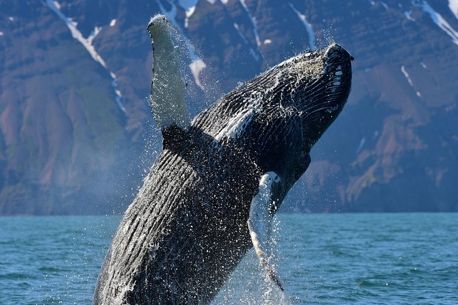 Traditional Whale Watching from Húsavík by Local Family Company - Finding whales without gadgets
