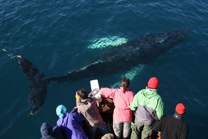 Traditional Whale Watching from Húsavík by Local Family Company - The wildlife you might see