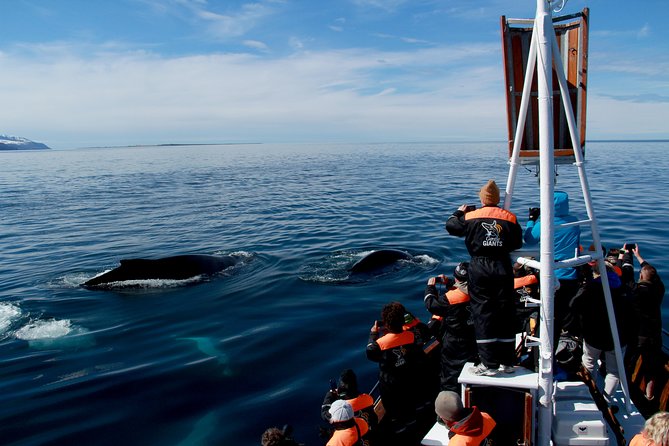 Traditional Whale Watching from Húsavík by Local Family Company - Is $102.58 a fair price?