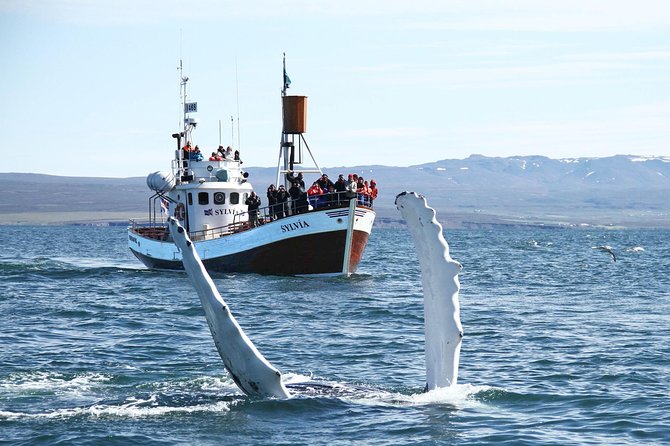 Traditional Whale Watching from Húsavík by Local Family Company - Weather, safety, and practical comfort
