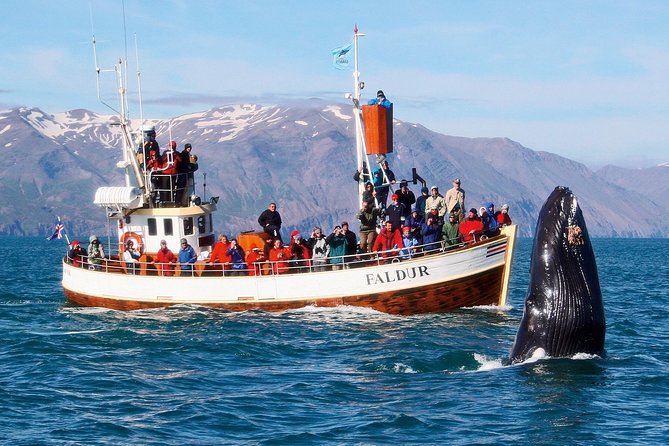 Traditional Whale Watching from Húsavík by Local Family Company - What the oak boat means for comfort