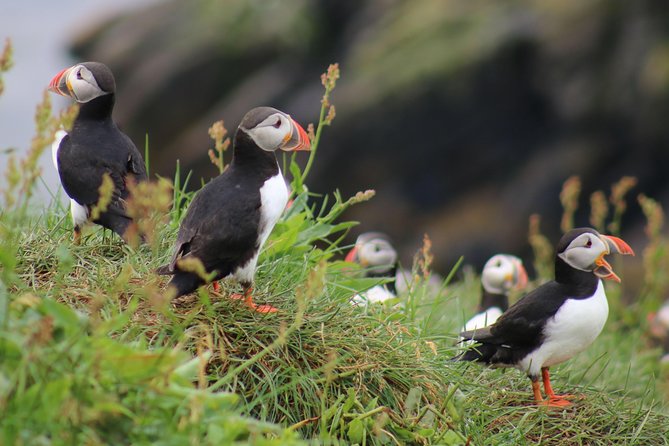Two-In-One: Whale & Puffin Watching Tours from Reykjavik - The details that shape your day