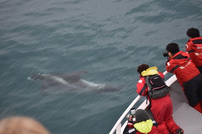 Two-In-One: Whale & Puffin Watching Tours from Reykjavik - Starting at Reykjavík’s Old Harbour