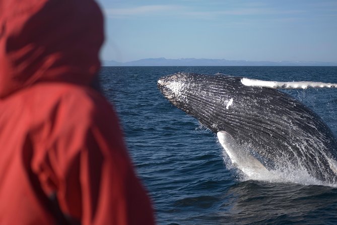 Two-In-One: Whale & Puffin Watching Tours from Reykjavik - What the $140 price really buys