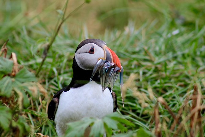 Two-In-One: Whale & Puffin Watching Tours from Reykjavik - The wildlife odds and seasonal reality