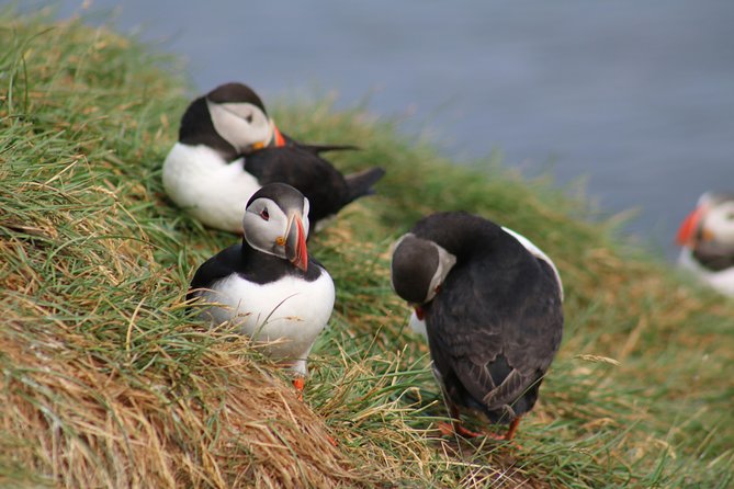 Two-In-One: Whale & Puffin Watching Tours from Reykjavik - Who will enjoy this combination most?