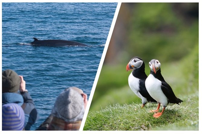 Two-In-One: Whale & Puffin Watching Tours from Reykjavik - First stop: puffins near Lundey