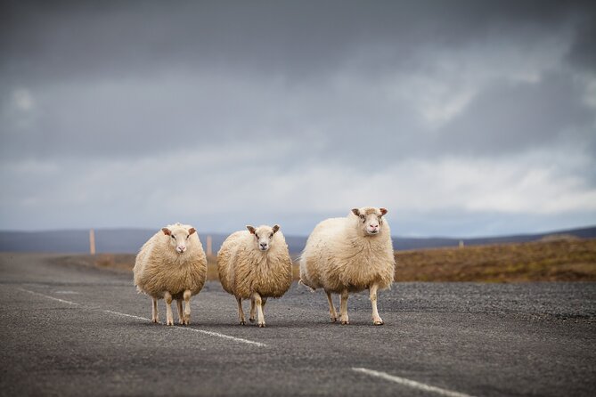 Unforgettable 5-Day Iceland Stopover Tour - Golden Circle day: Þingvellir, Geysir, and Gullfoss