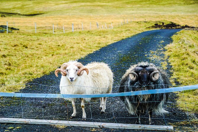 Vestmannaeyjar private day tour - Puffins, whales, and the limits of the wildlife promise