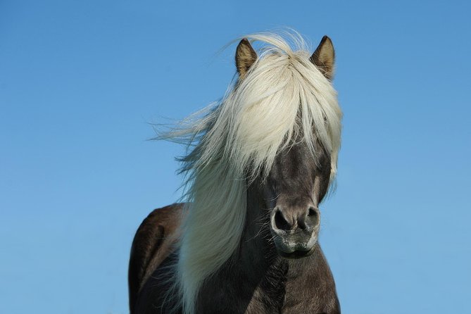 Viking Horse Riding and Golden Circle Tour from Reykjavik - Thingvellir National Park: history and shifting plates