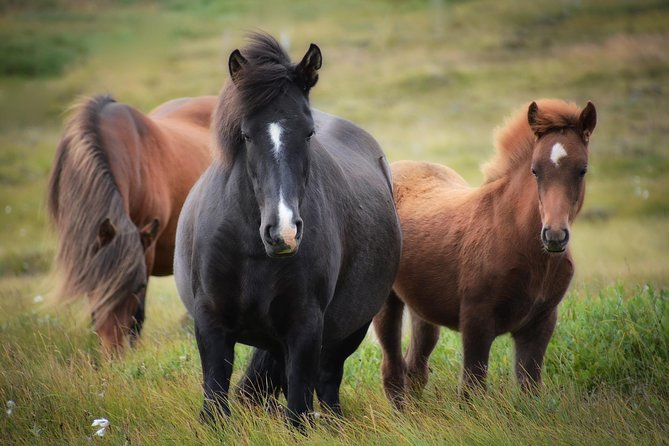 Viking Horse Riding and Golden Circle Tour from Reykjavik - Geysir and Strokkur: Iceland’s most famous hot springs