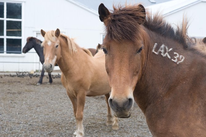 Viking Horse Riding and Golden Circle Tour from Reykjavik - Gullfoss, the Golden Falls