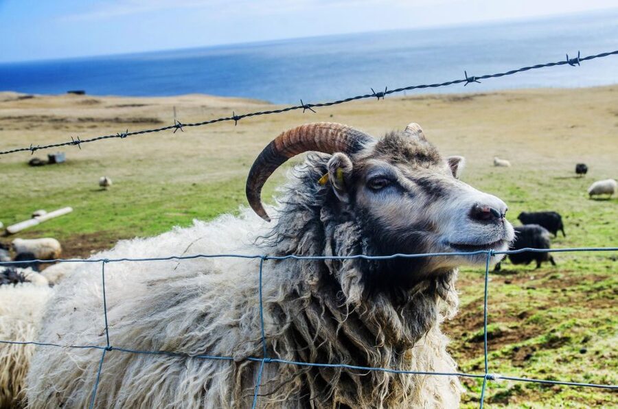 Westman Islands Day Tour from Reykjavik - The 30 to 40 minute ferry crossing