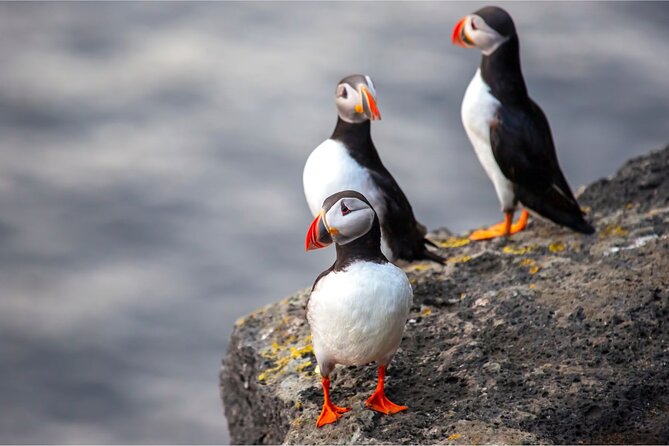 Westman Islands, Volcanoes and Puffins Small Group Tour - Eldheimar Museum and the human story of Heimaey