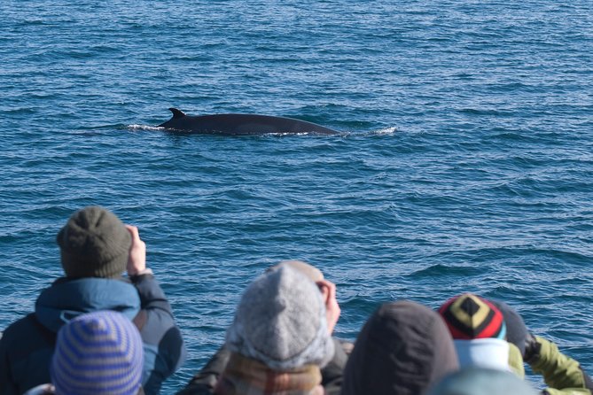 Whale Watching and Golden Circle Tour from Reykjavik - What makes this tour worth considering