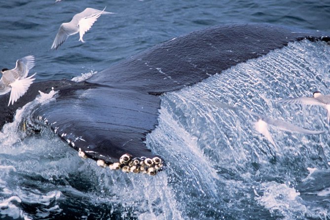 Whale Watching and Golden Circle Tour from Reykjavik - Gullfoss, Iceland’s great wall of water
