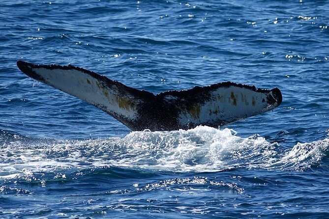 Whale Watching and Marine Life Tour in Reykjavik - What you might see in the bay