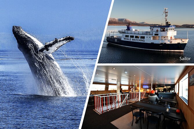 Whale Watching and Marine Life Tour in Reykjavik - The islands: Engey, Lundey, and Viðey