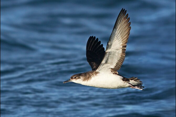 Whale Watching and Marine Life Tour in Reykjavik - Weather, clothing, and comfort