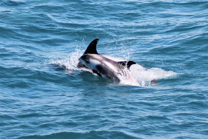 Whale Watching and Northern Lights Half-Day Combo Tour - Staying warm when the North Atlantic gets serious