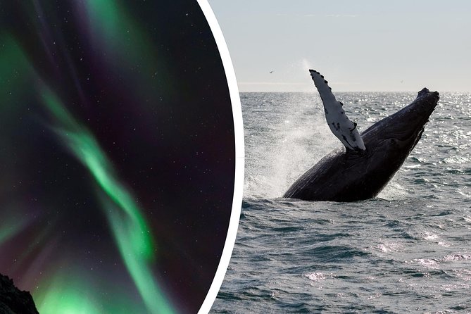 Whale Watching and Northern Lights Half-Day Combo Tour - The break between cruises matters