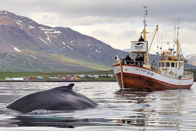 Whale Watching and Sea Angling Tour - Quick facts about the Hauganes whale tour